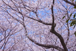 04_満開の桜