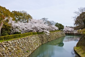 05_桜と内堀
