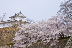 06_桜と櫓