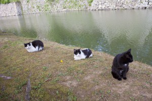 07_堀には猫たちがのどかに住んでいます