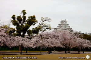 cherry-blossoms-end2015_01