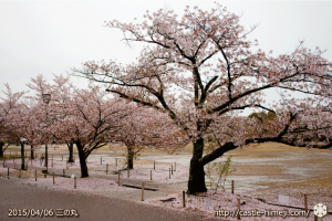 cherry-blossoms-end2015_02
