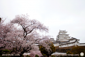 cherry-blossoms-end2015_03