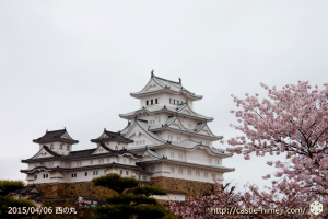 cherry-blossoms-end2015_10