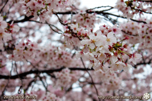 cherry-blossoms-end2015_11