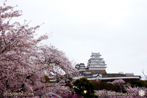 cherry-blossoms-end2015_14