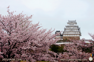 cherry-blossoms-end2015_16