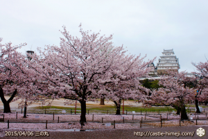 cherry-blossoms-end2015_17