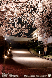 cherry-blossoms-night2015_10