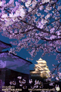 cherry-blossoms-night2015_14