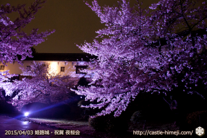 cherry-blossoms-night2015_19