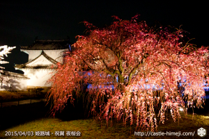 cherry-blossoms-night2015_23