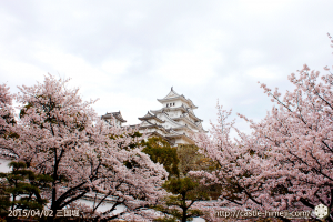 cherry_blossoming2015_09