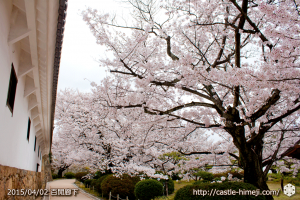 cherry_blossoming2015_10