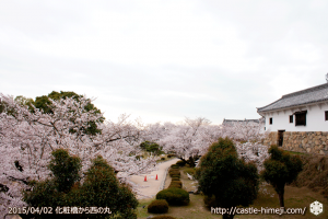 cherry_blossoming2015_11
