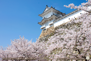 cherry_blossoming2015_12