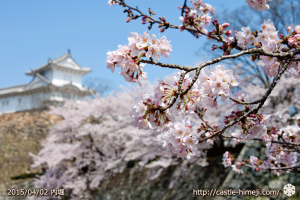 cherry_blossoming2015_20