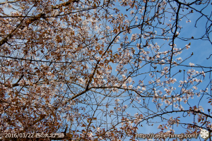 cherry-blossoms20160322_22