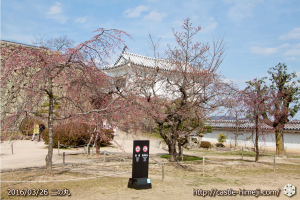 cherry-blossoms20160326_17