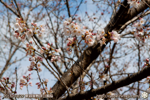 cherry-blossoms20160327_11