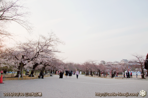 cherry-blossoms20160330_06