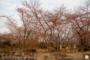 cherry-blossoms20160330_11