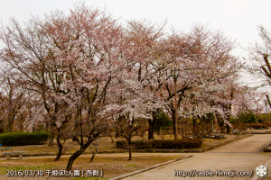 cherry-blossoms20160330_13