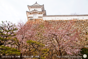 cherry-blossoms20160330_14