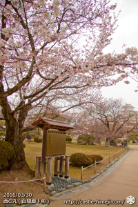 cherry-blossoms20160330_27