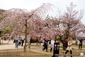 cherry-blossoms20160330_2_07