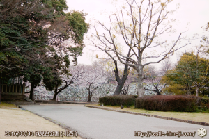 cherry-blossoms20160330_2_09