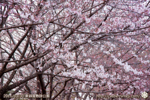 cherry-blossoms20160330_2_13