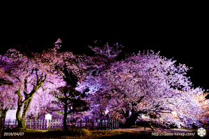 cherry-bloom-night2016-last-day_08