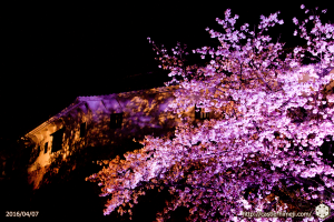 cherry-bloom-night2016-last-day_10