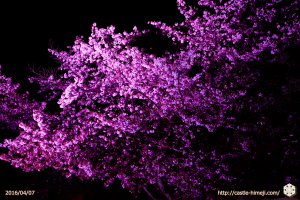 cherry-bloom-night2016-last-day_11