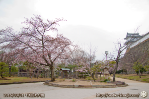 cherry-blossoms20160331_07