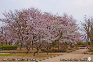 cherry-blossoms20160331_09