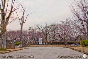 cherry-blossoms20160331_10