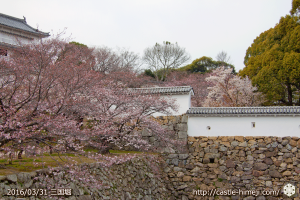 cherry-blossoms20160331_12