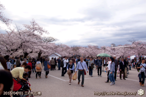 cherry-blossoms20160402_02