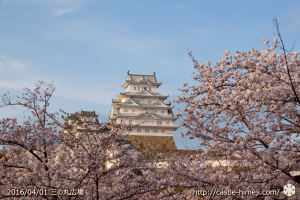 cherry-blossoms20160402_03