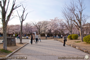 cherry-blossoms20160402_06