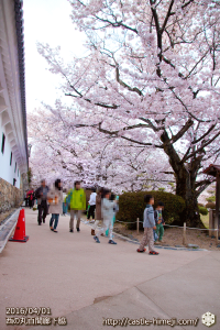 cherry-blossoms20160402_12