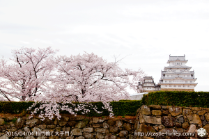 cherry-blossoms20160404_01