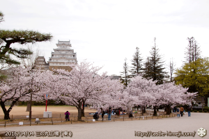 cherry-blossoms20160404_05