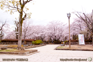cherry-blossoms20160404_06
