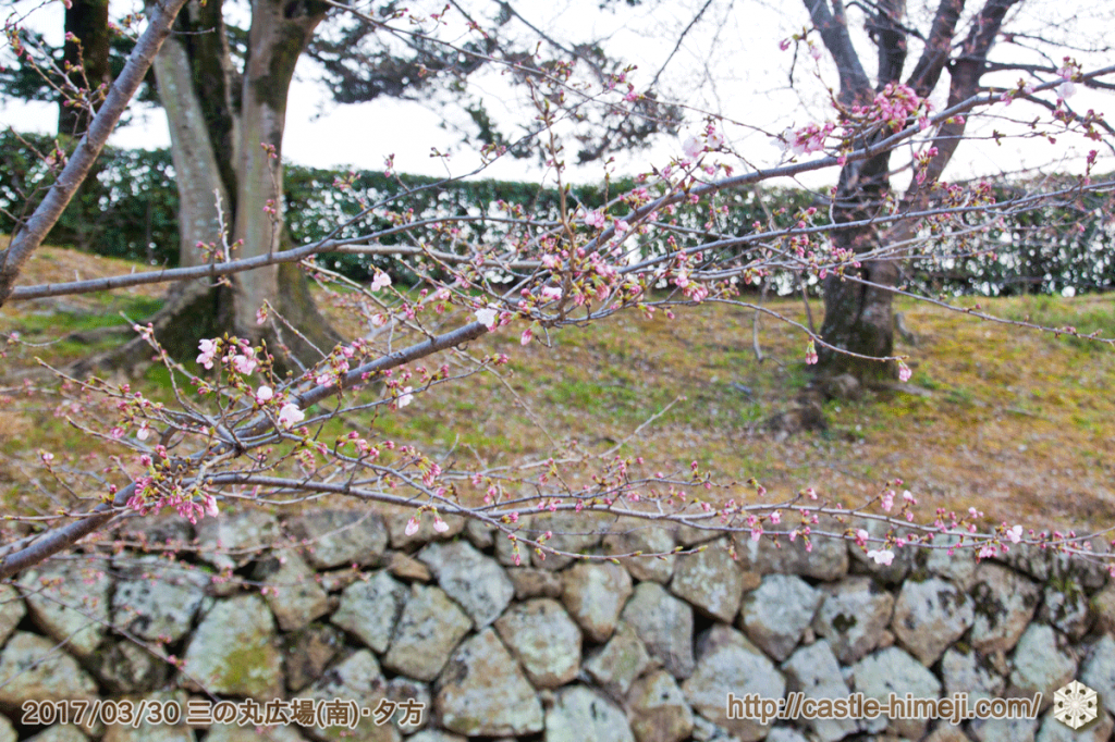 blooming-cherry-blossoms_03