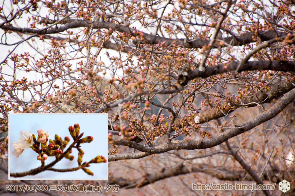 blooming-cherry-blossoms_08