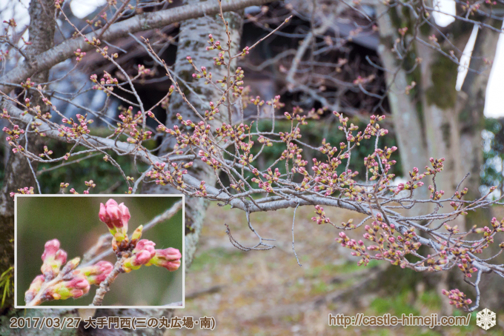 bud-colored-cherry-blossoms_03