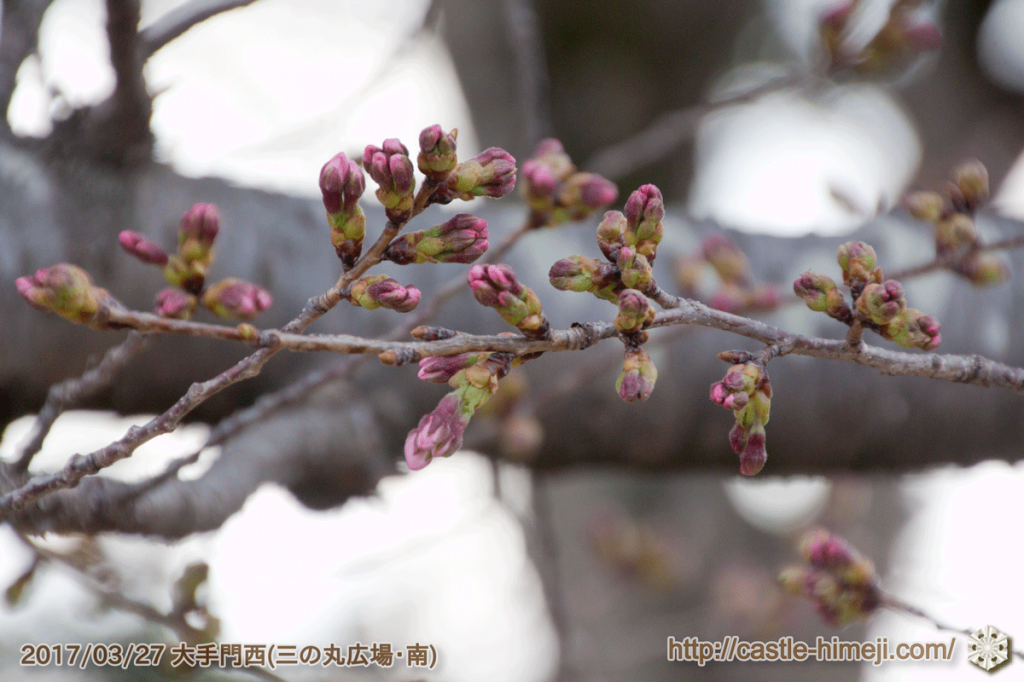 bud-colored-cherry-blossoms_04